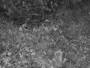 Lewisboro - Wolf Conservation Center
