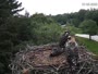 Falmouth - Waquoit Bay Reserve - Nido del falco pescatore