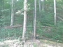 Pigeon Forge - Dollywood Theme Park - Aquila calva