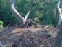 Hilton Head Island - Nido d'aquila