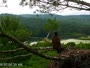 Quechee - VINS Nature Center - Weißkopfseeadler-Nest
