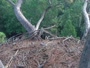 Hilton Head Island - Adlernest