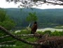 Quechee - VINS Nature Center - Nid d'aigle à tête blanche