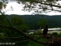 Quechee - VINS Nature Center - Bald Eagles nest