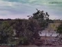 Westminster - Standley Lake Regional Park - Aquile calve