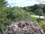 Falmouth - Waquoit Bay Reserve - Nido del falco pescatore
