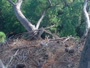 Hilton Head Island - Nido d'aquila