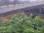 Atlanta - Peachtree Creek