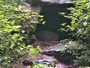 Lewisboro - Wolf Conservation Center