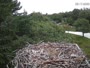 Falmouth - Waquoit Bay Reserve - Nido del falco pescatore