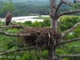 Quechee - VINS Nature Center - Plikųjų erelių lizdas