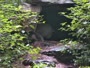 Lewisboro - Wolf Conservation Center - Wilki