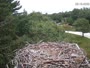Falmouth - Waquoit Bay Reserve - Osprey Nest
