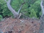 Hilton Head Island - Orle gniazdo