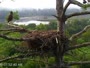 Quechee - VINS Nature Center - Orły bieliki