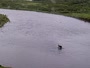 Kodiak - Dog Salmon River