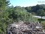 Falmouth - Waquoit Bay Reserve - Fischadlernest