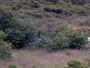 Kodiak - Dog Salmon River