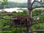 Quechee - VINS Nature Center - Weißkopfseeadler-Nest