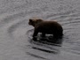 Kodiak - Dog Salmon River