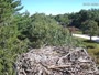 Falmouth - Waquoit Bay Reserve - Osprey Nest