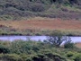 Kodiak - Dog Salmon River