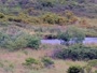 Kodiak - Dog Salmon River