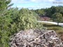 Falmouth - Waquoit Bay Reserve - Osprey Nest