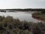 Surry - Hog Island - Wildlife Management Area