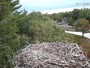 Falmouth - Waquoit Bay Reserve - Fischadlernest